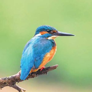 Kingfisher 