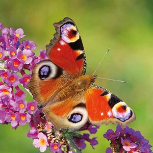 Butterfly Greeting card