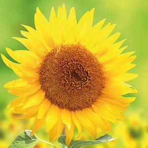 Sunflower Greeting card