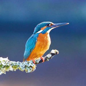 Kingfisher blue Greeting card