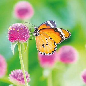Butterflies Greeting card