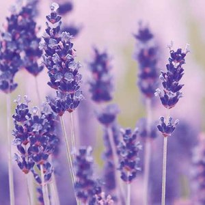 Lavender Greeting card