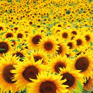 Sunflowers Greeting card