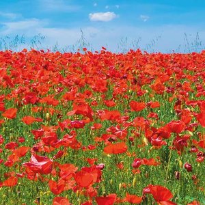 Poppy field Greeting card
