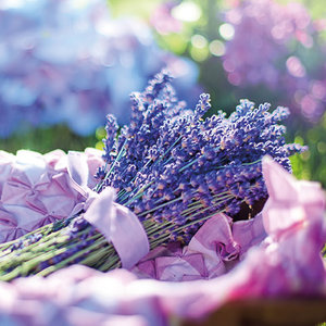Basket Lavender Greeting card