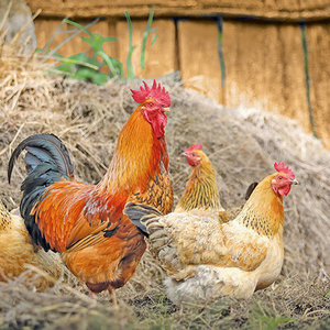 Chickens Greeting card