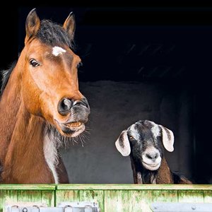 Horse & Friend Greeting card