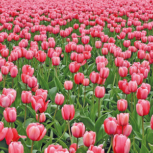 Tulips Greeting card