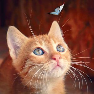 Cute Kitten Greeting card